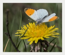 orange tip